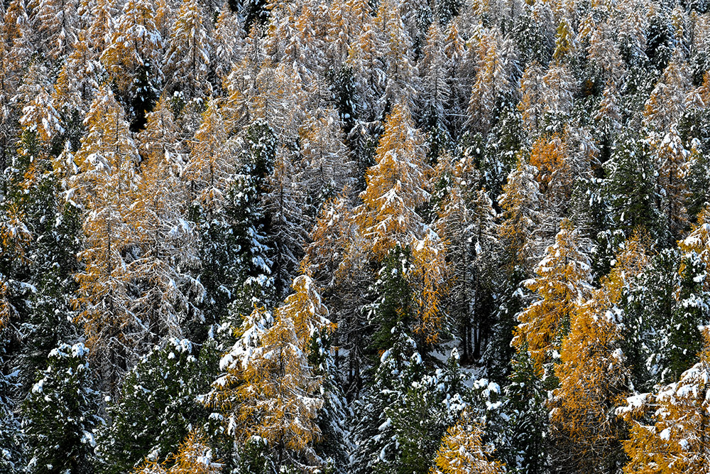 engadin laerchen herbst winter schnee luftaufnahme marcorubin_pix photoworks