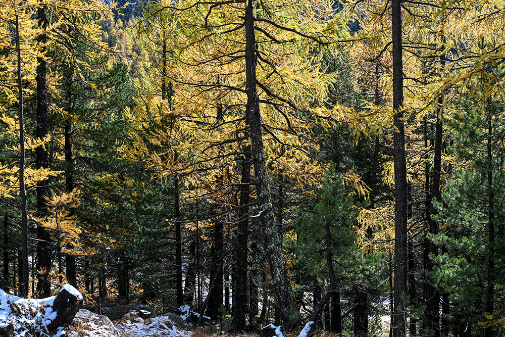 engadin morteratsch laerchen sonne schnee marcorubin_pix photoworks