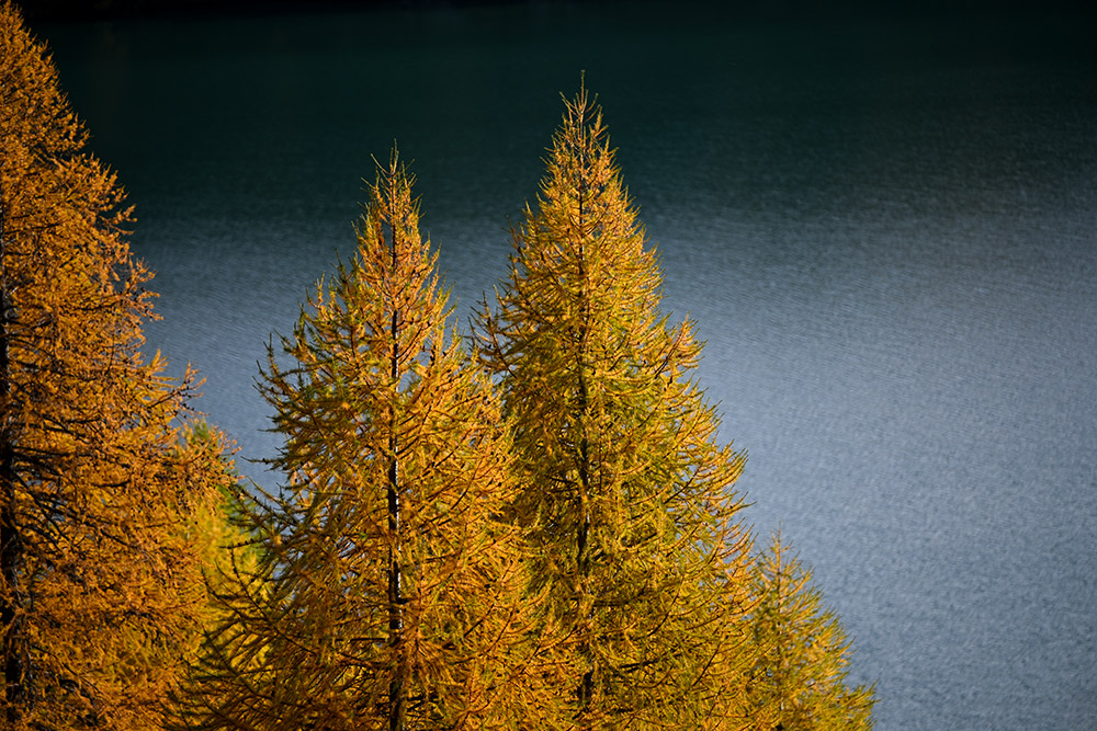 engadin silsersee laerchen sonnenuntergang marcorubin_pix photoworks