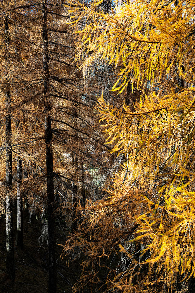 001-engadin-unterengadin-engiadinabassa-laerchen-herbst-schweiz-marcorubin-engiadina365-photoworks