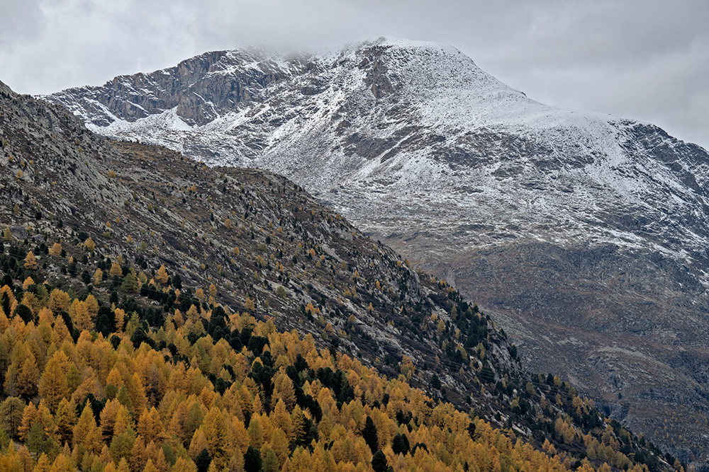 025-engadin-pontresina-herbst-laerchen-schnee-marcorubin-engiadina365-photoworks